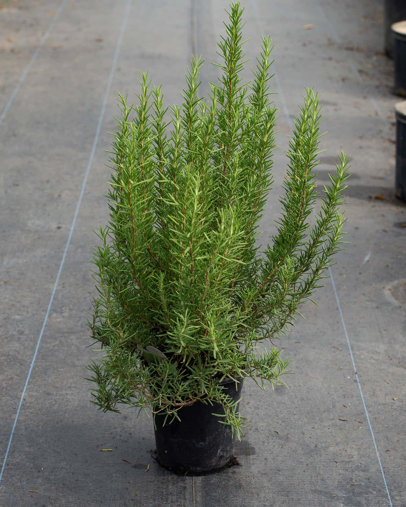 Tuscan Blue Rosemary - Image 1