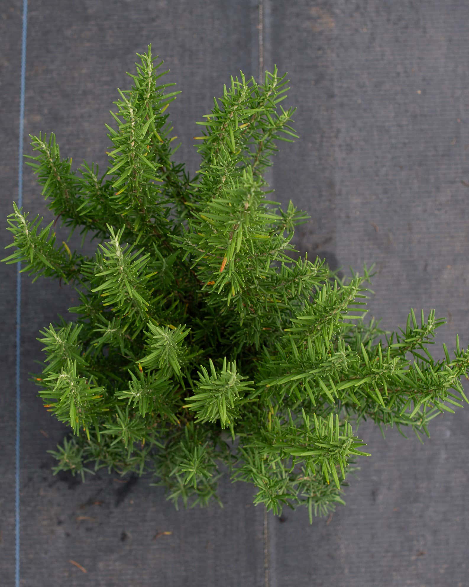 Tuscan Blue Rosemary - Image 4