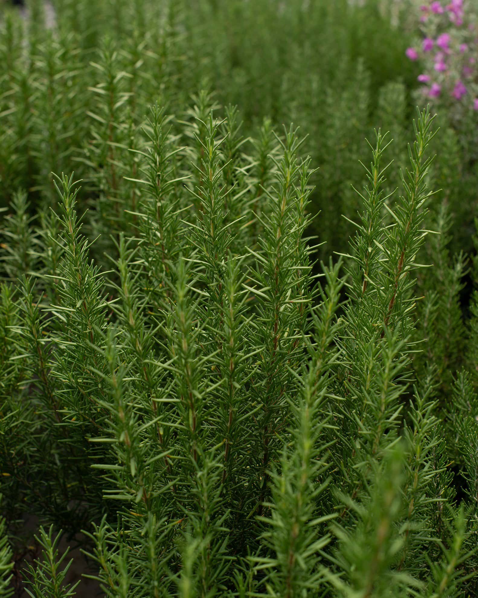Tuscan Blue Rosemary - Image 6
