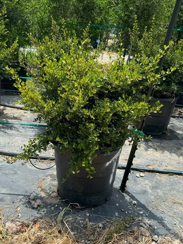 Walters Viburnum Select - Main Image