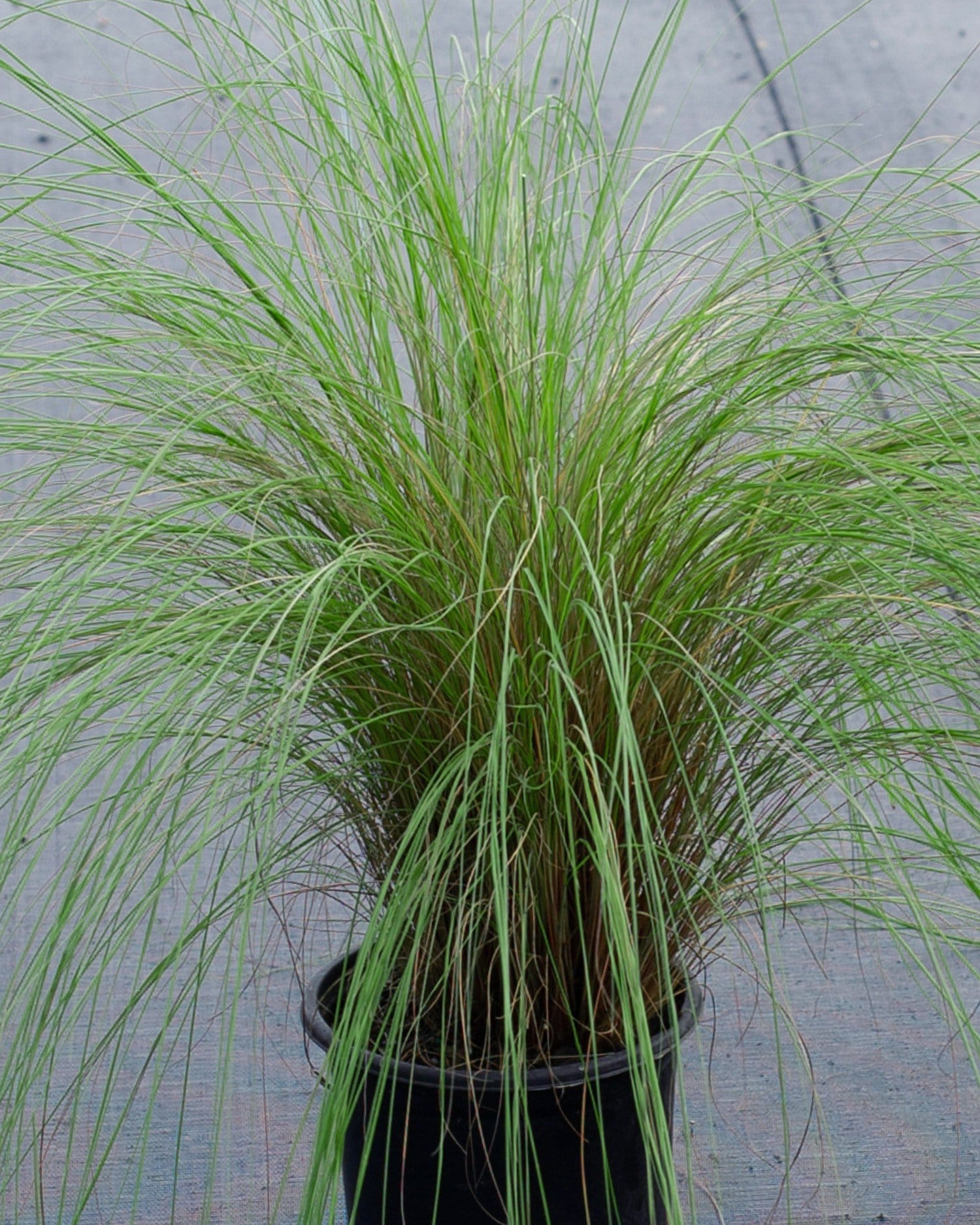 Weeping Lovegrass - Main Image