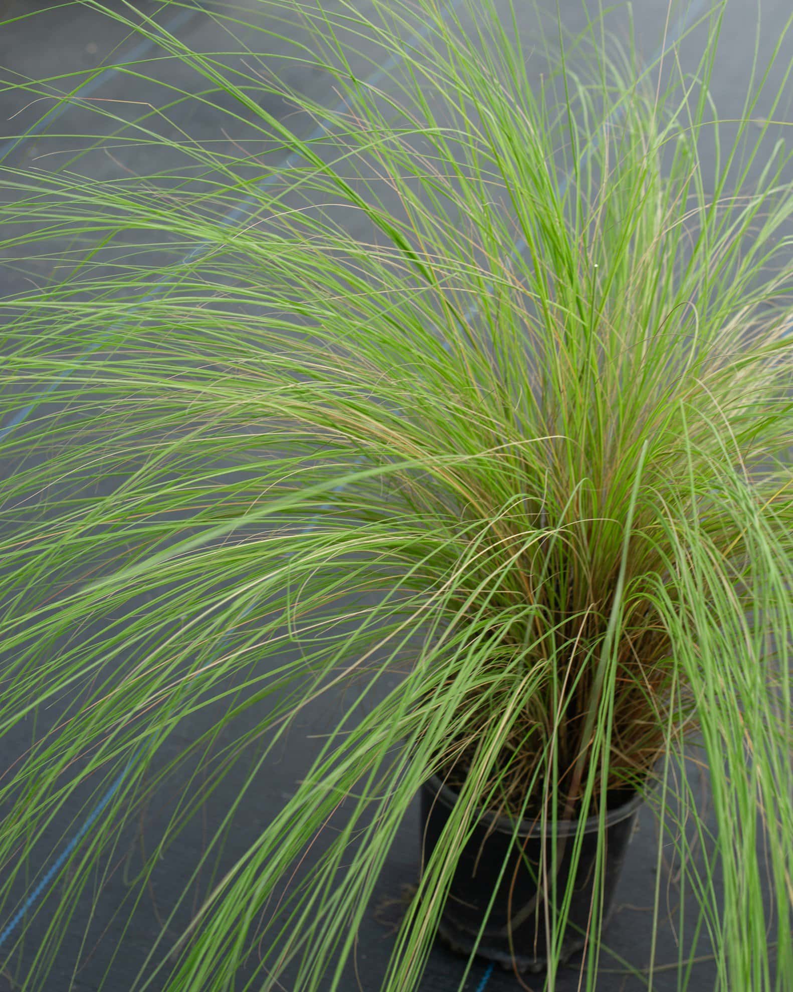 Weeping Lovegrass - Image 2