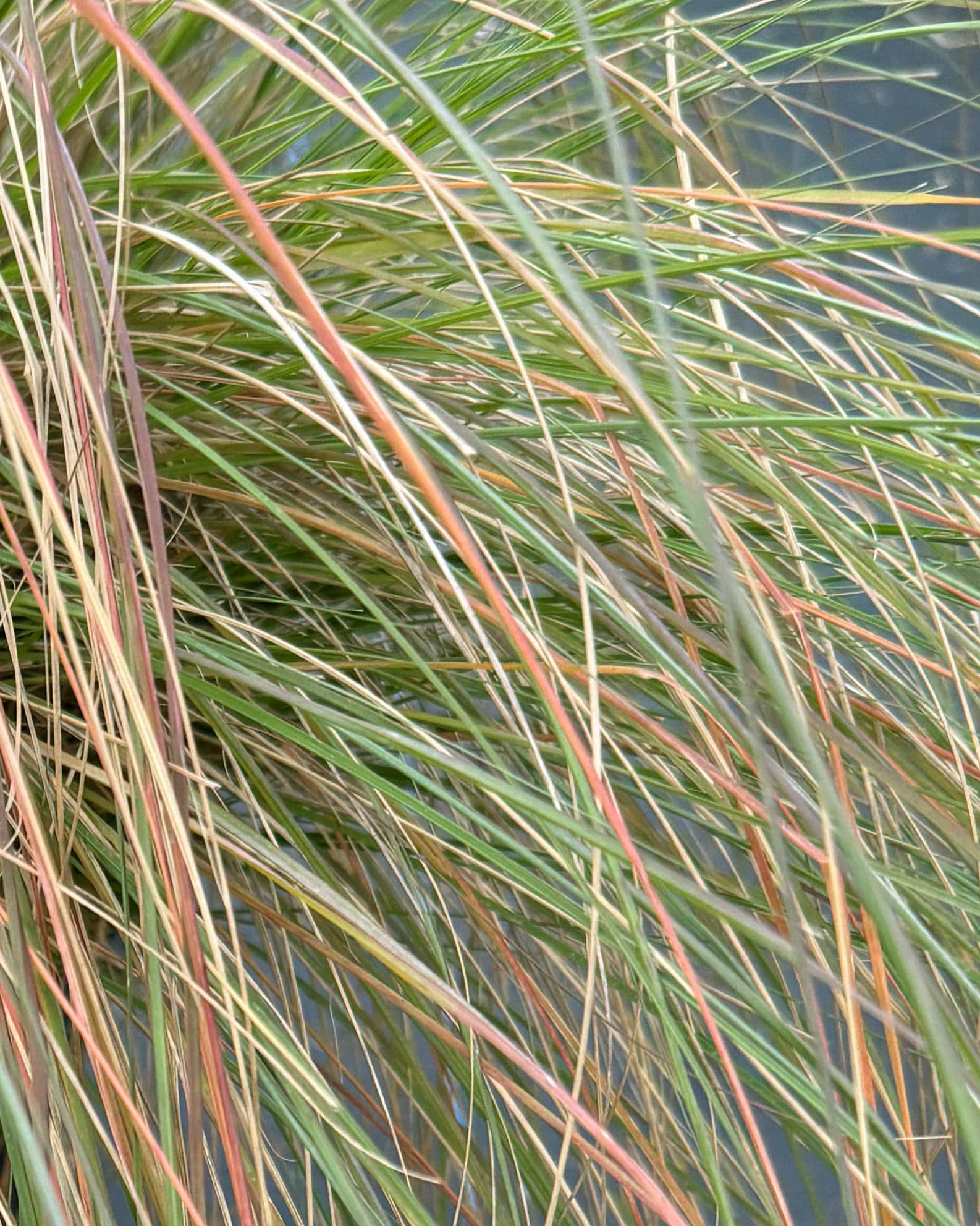 Weeping Lovegrass - Image 3