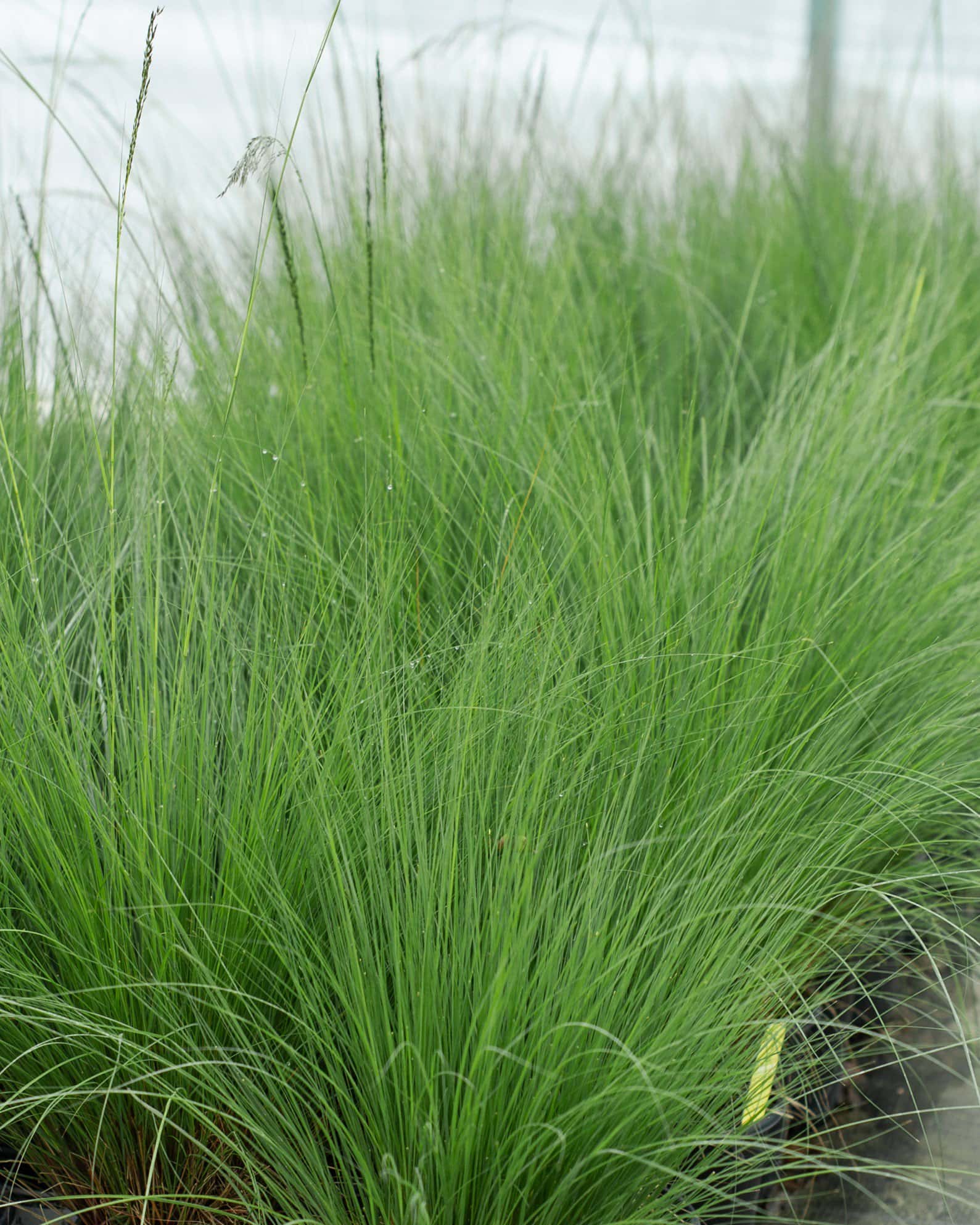 Weeping Lovegrass - Image 4