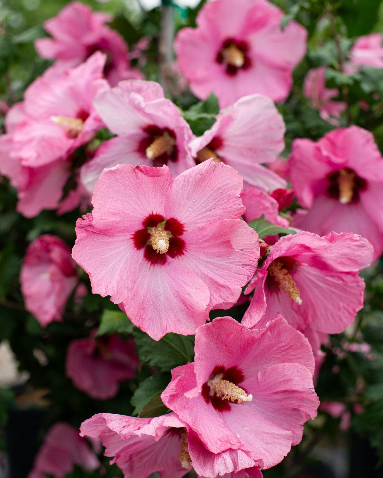 Aphrodite Althea Tree Form