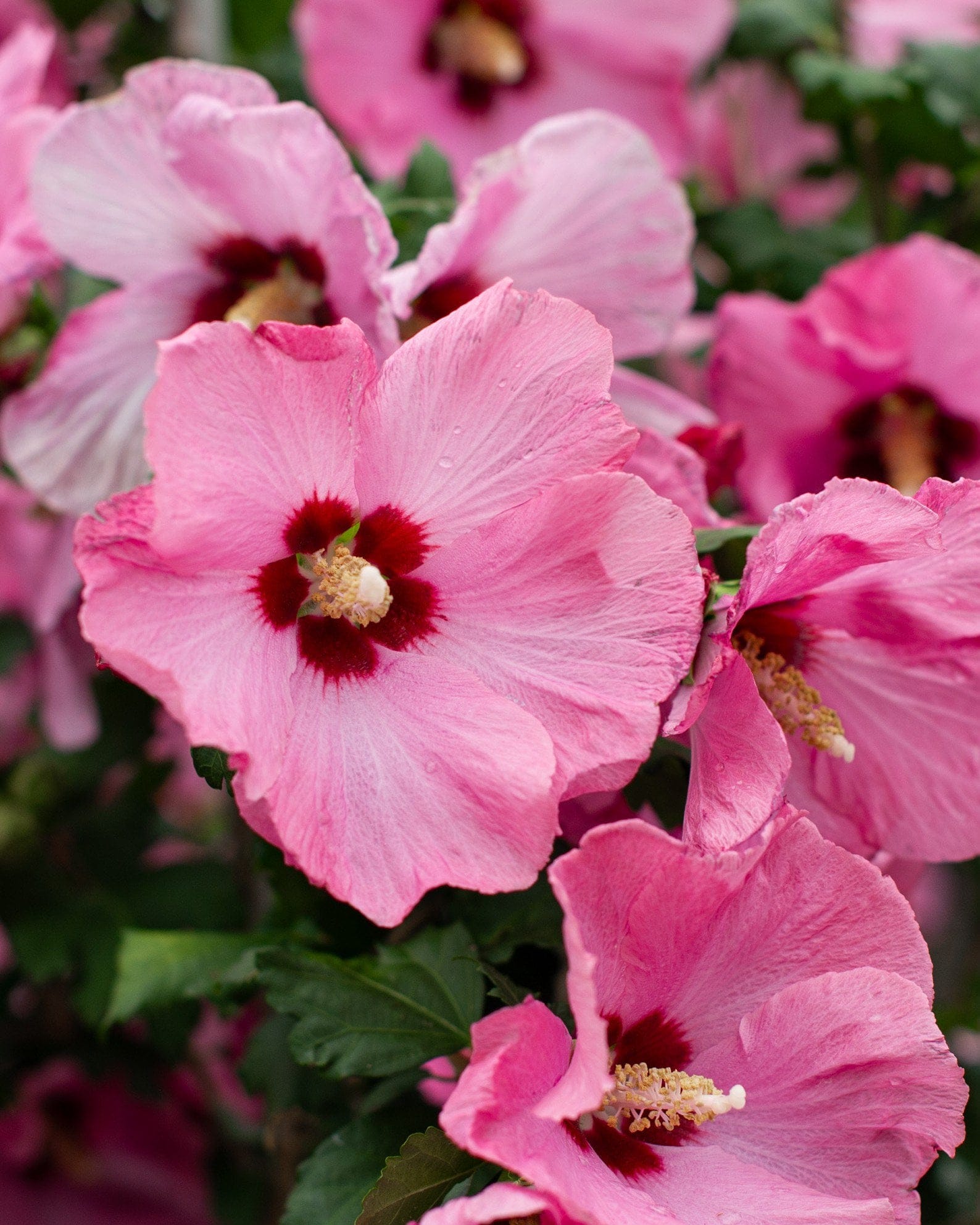 Aphrodite Althea Tree Form - view 2