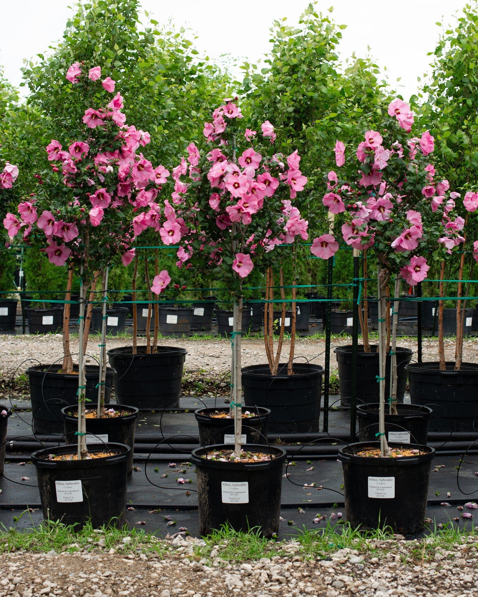 Aphrodite Althea Tree Form - view 4