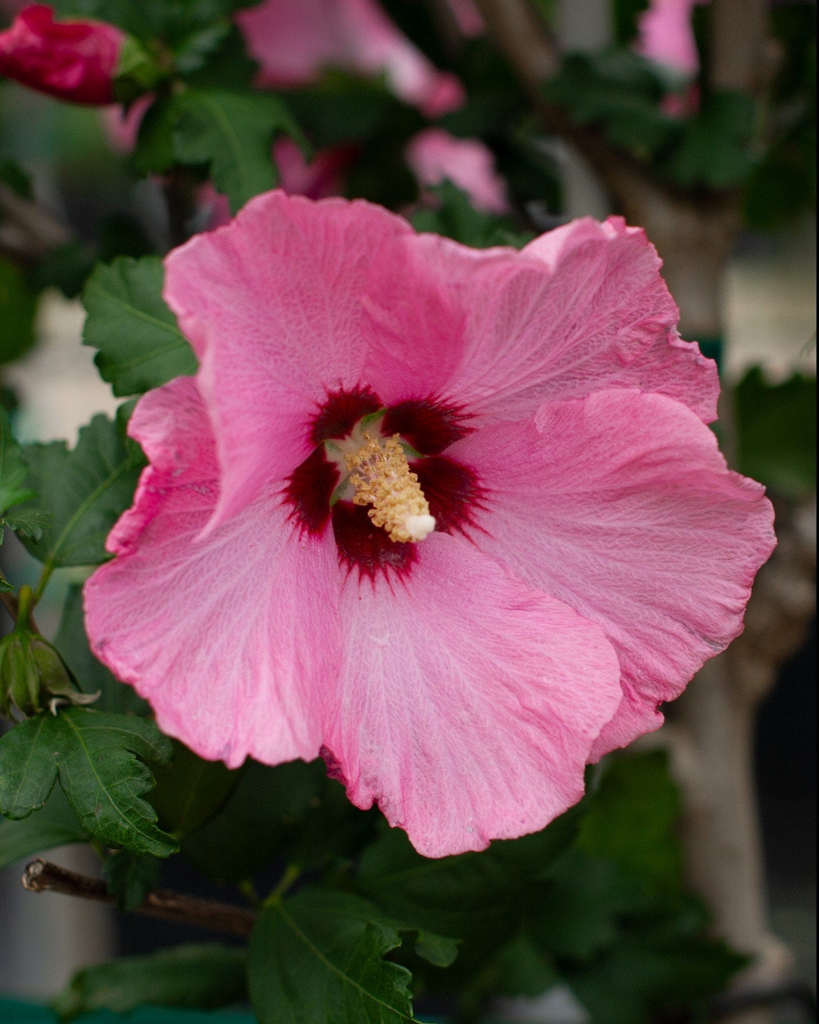 Aphrodite Althea Tree Form - view 5