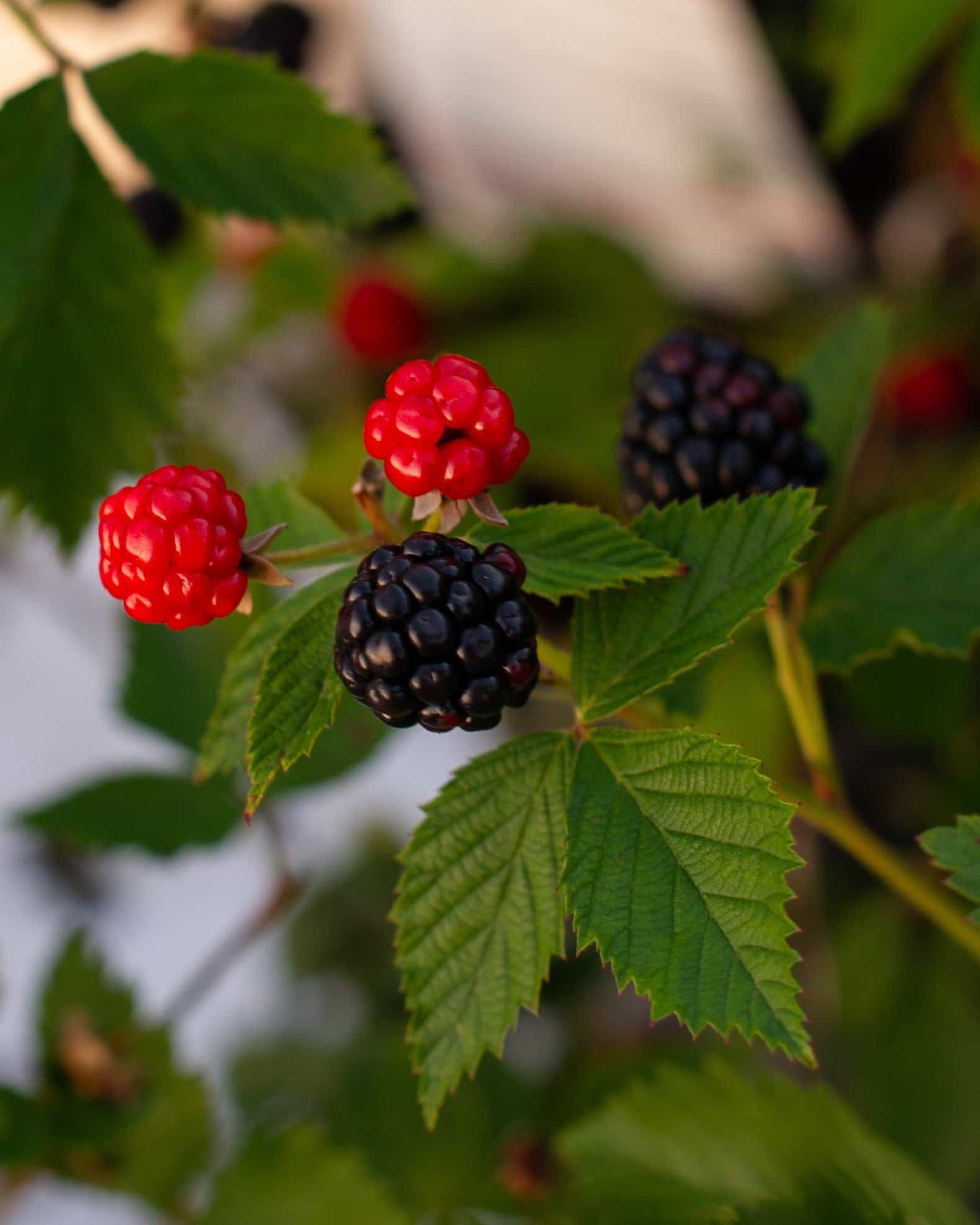 Arapaho Blackberry - view 2
