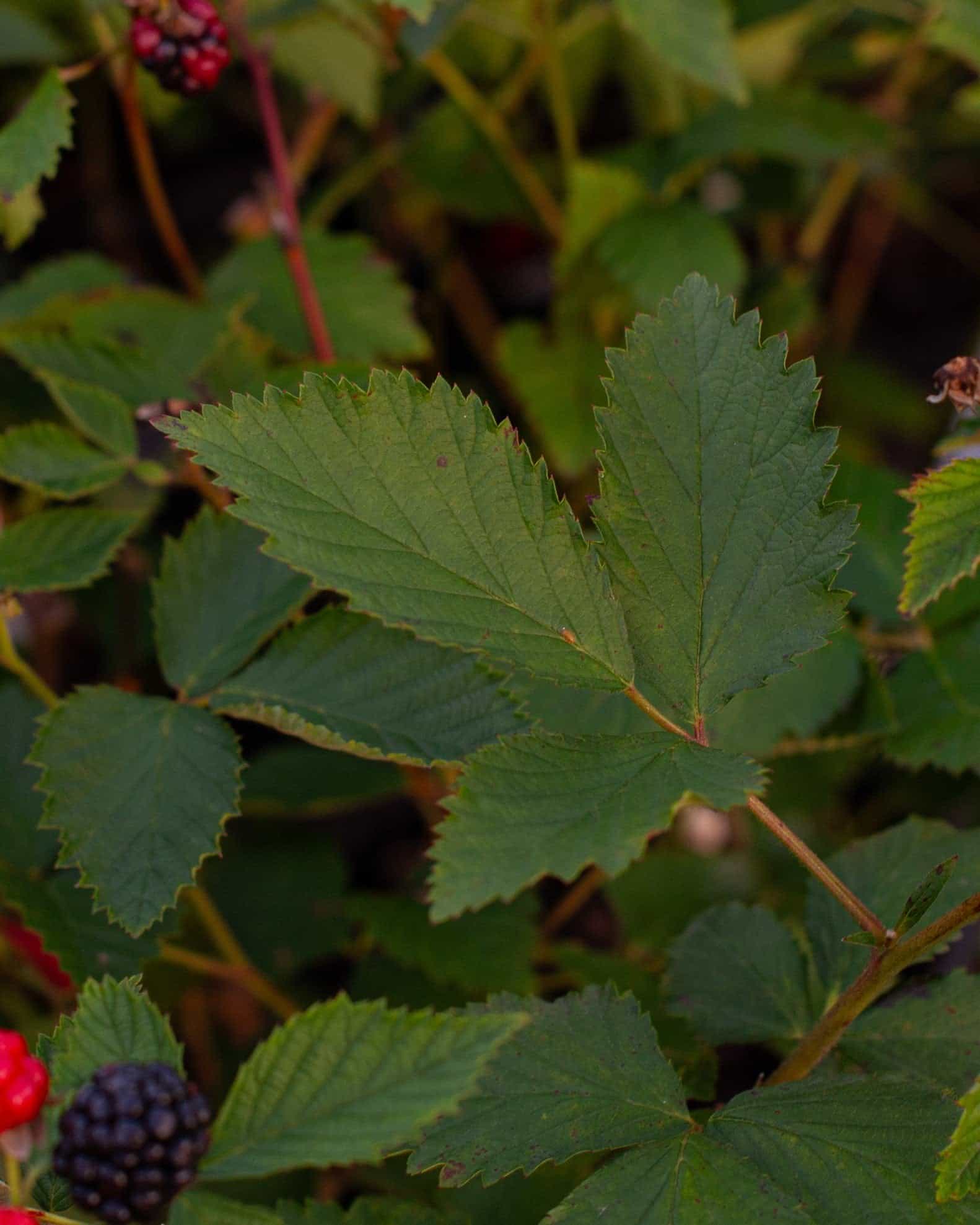 Arapaho Blackberry - view 4