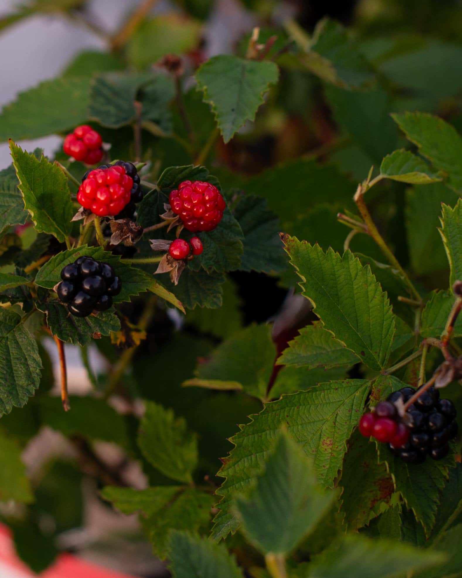 Arapaho Blackberry - Image 3