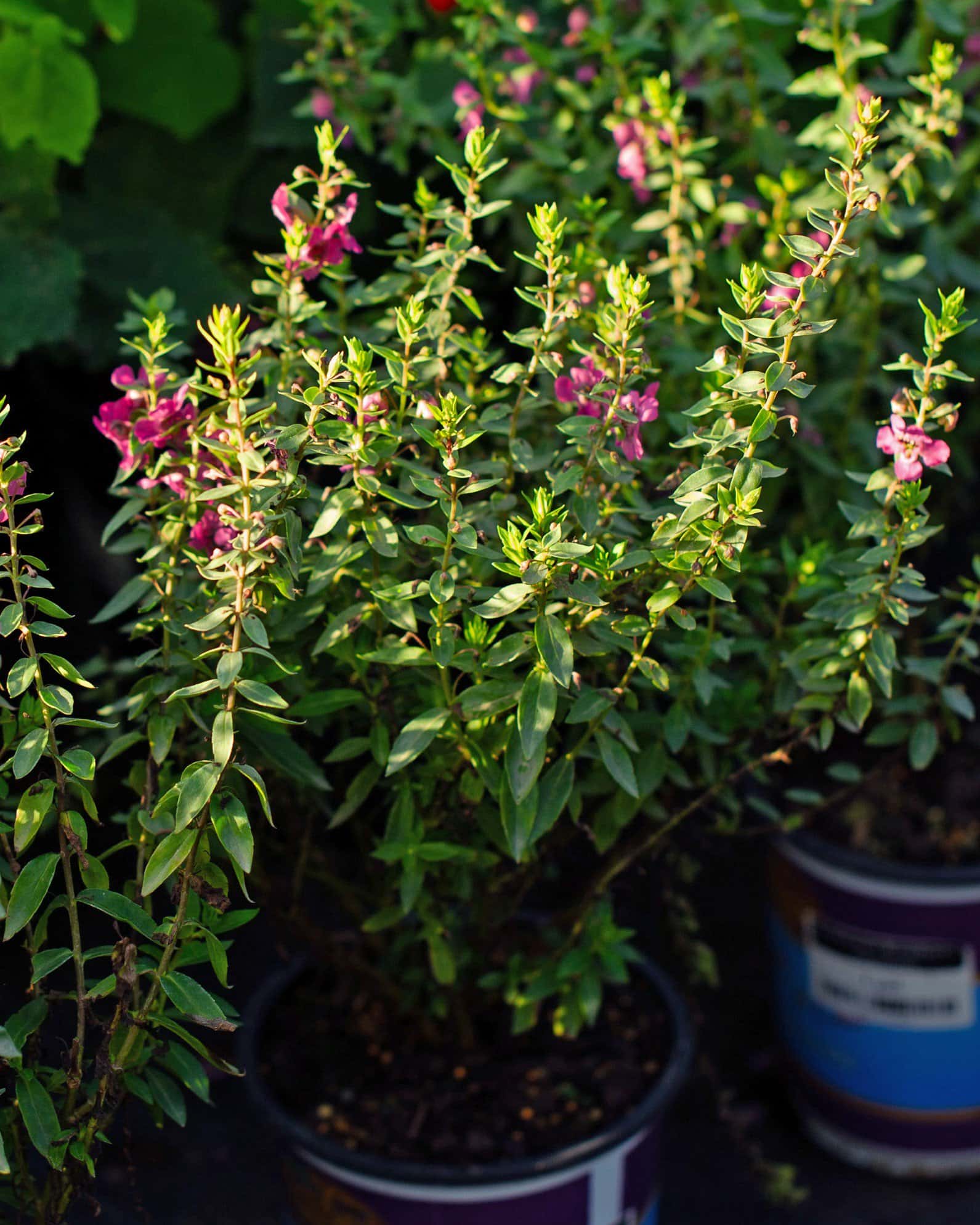 Archangel Raspberry Angelonia - Main Image