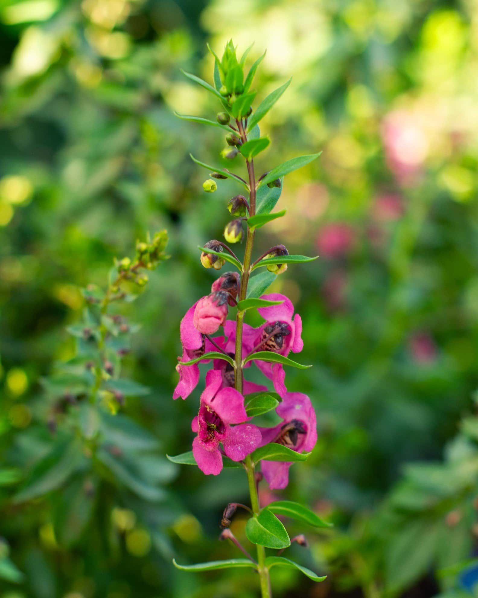 Archangel Raspberry Angelonia - Image 1