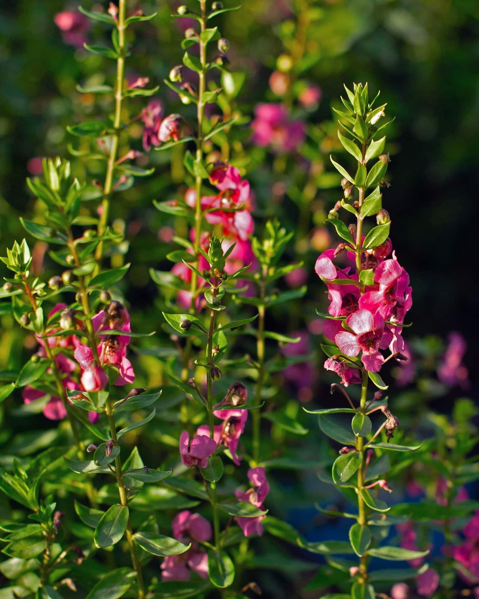 Archangel Raspberry Angelonia - Image 2
