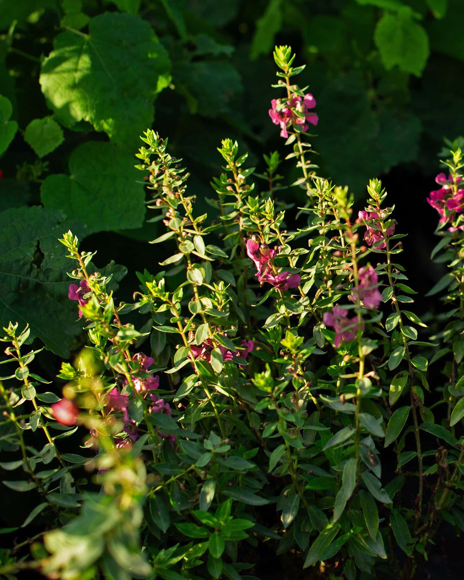 Archangel Raspberry Angelonia - Image 3
