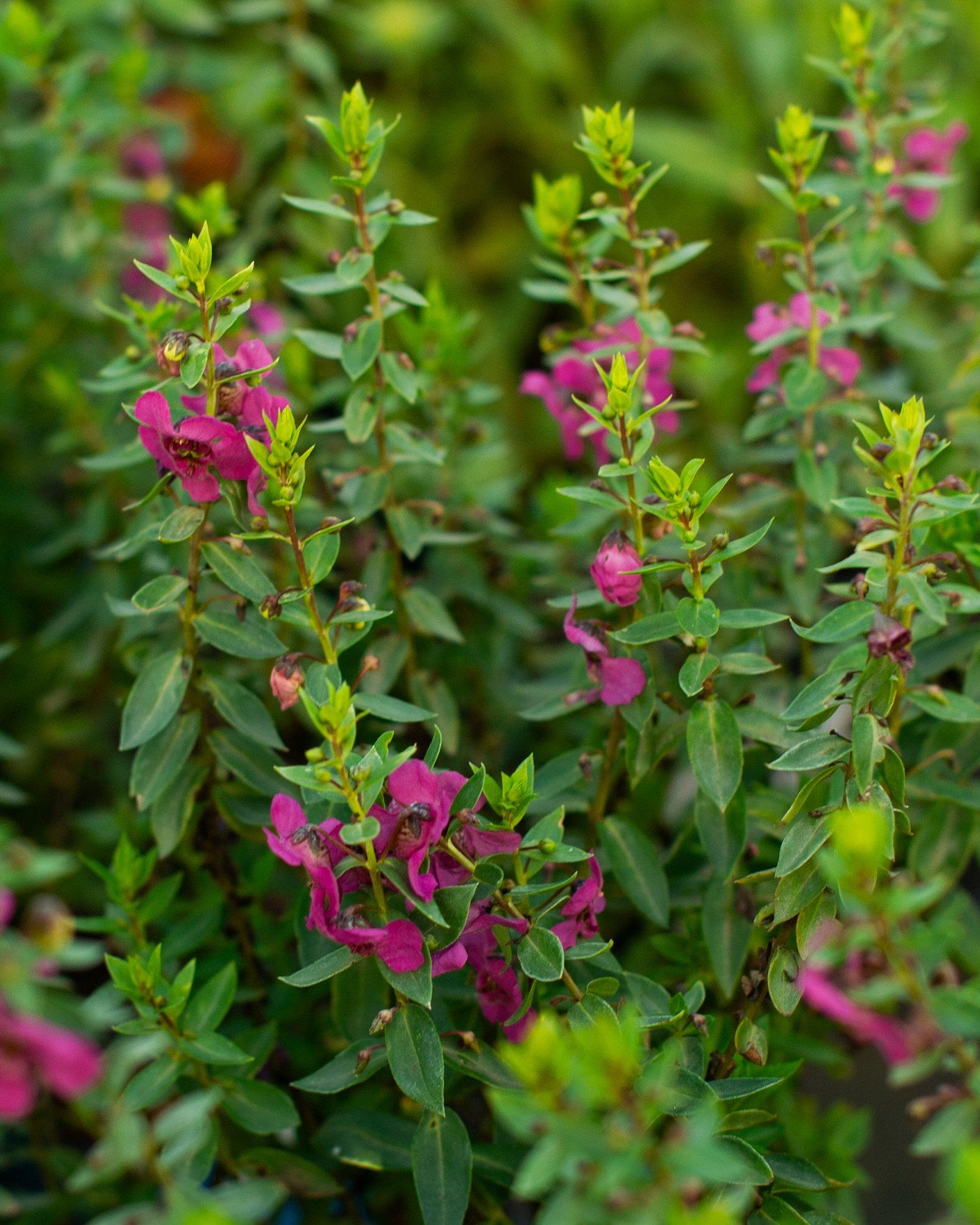 Archangel Raspberry Angelonia - Image 1
