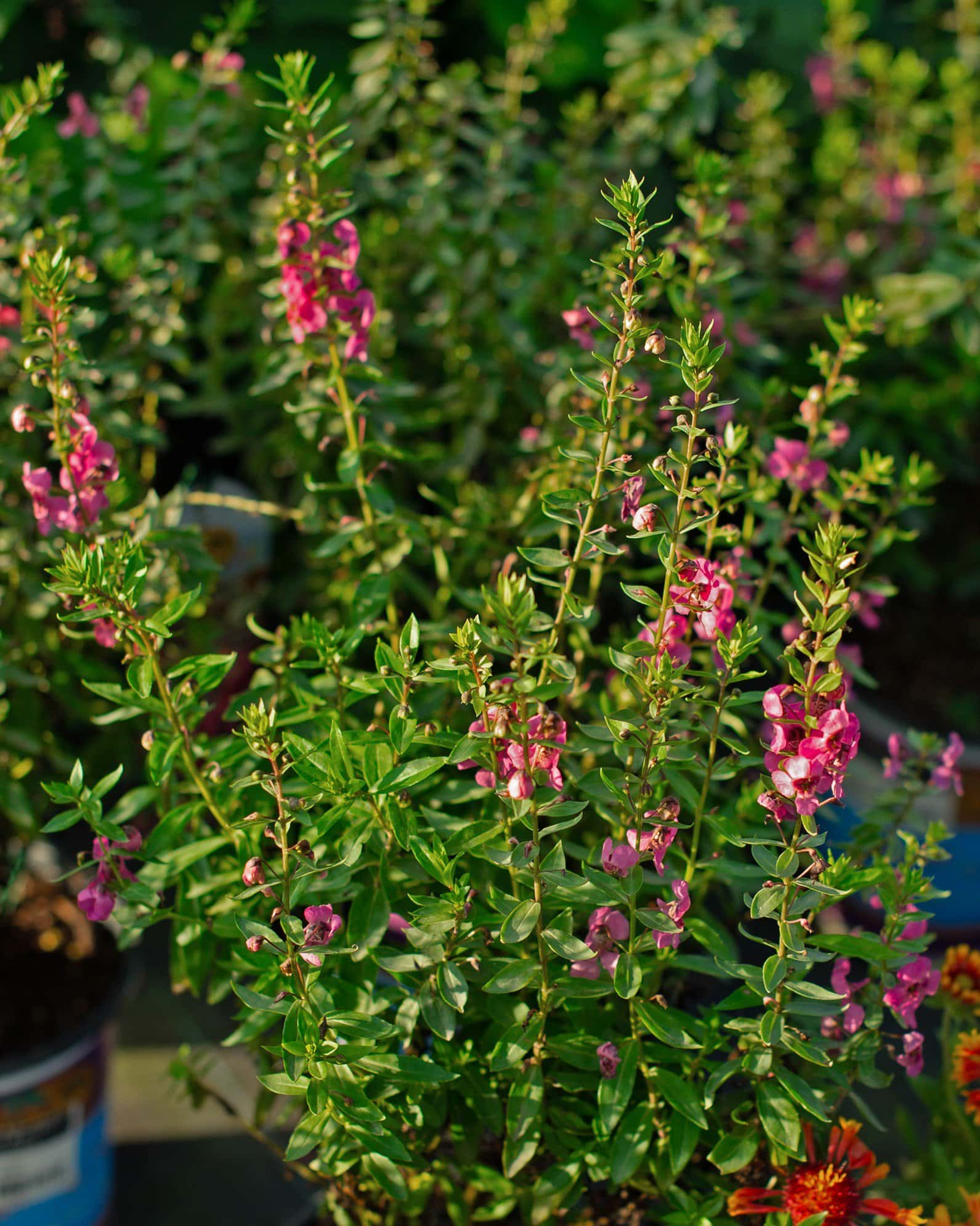 Archangel Raspberry Angelonia - Image 5