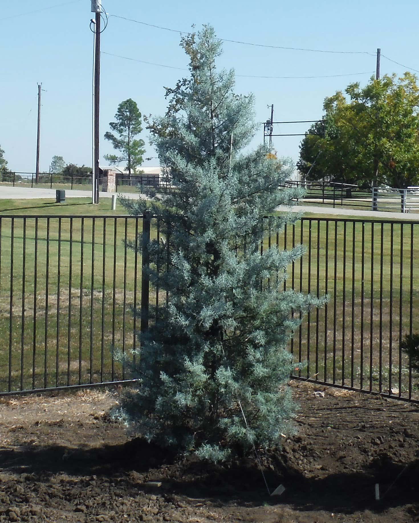 Arizona Cypress Blue Ice - Main Image
