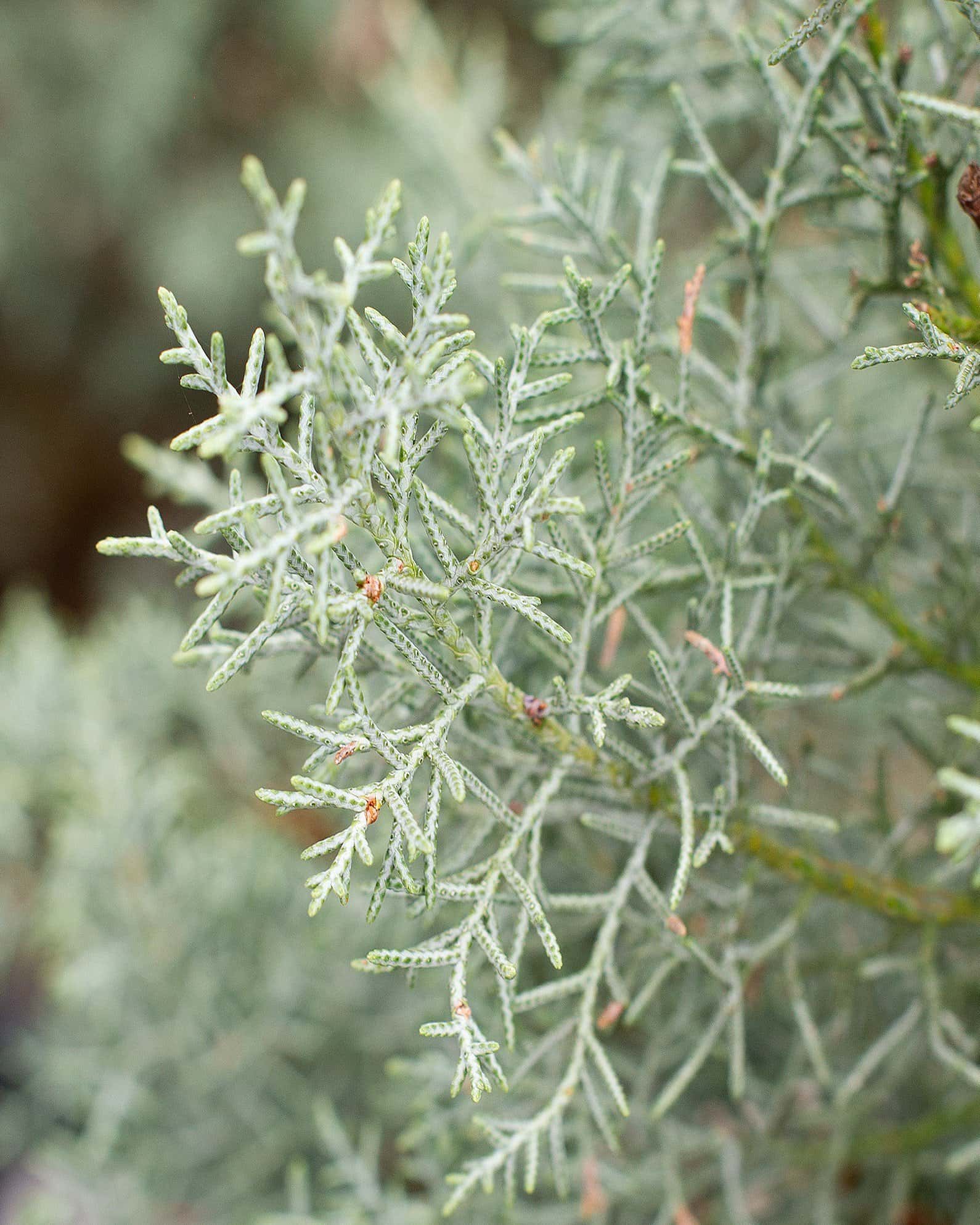 Arizona Cypress Blue Ice - Image 3