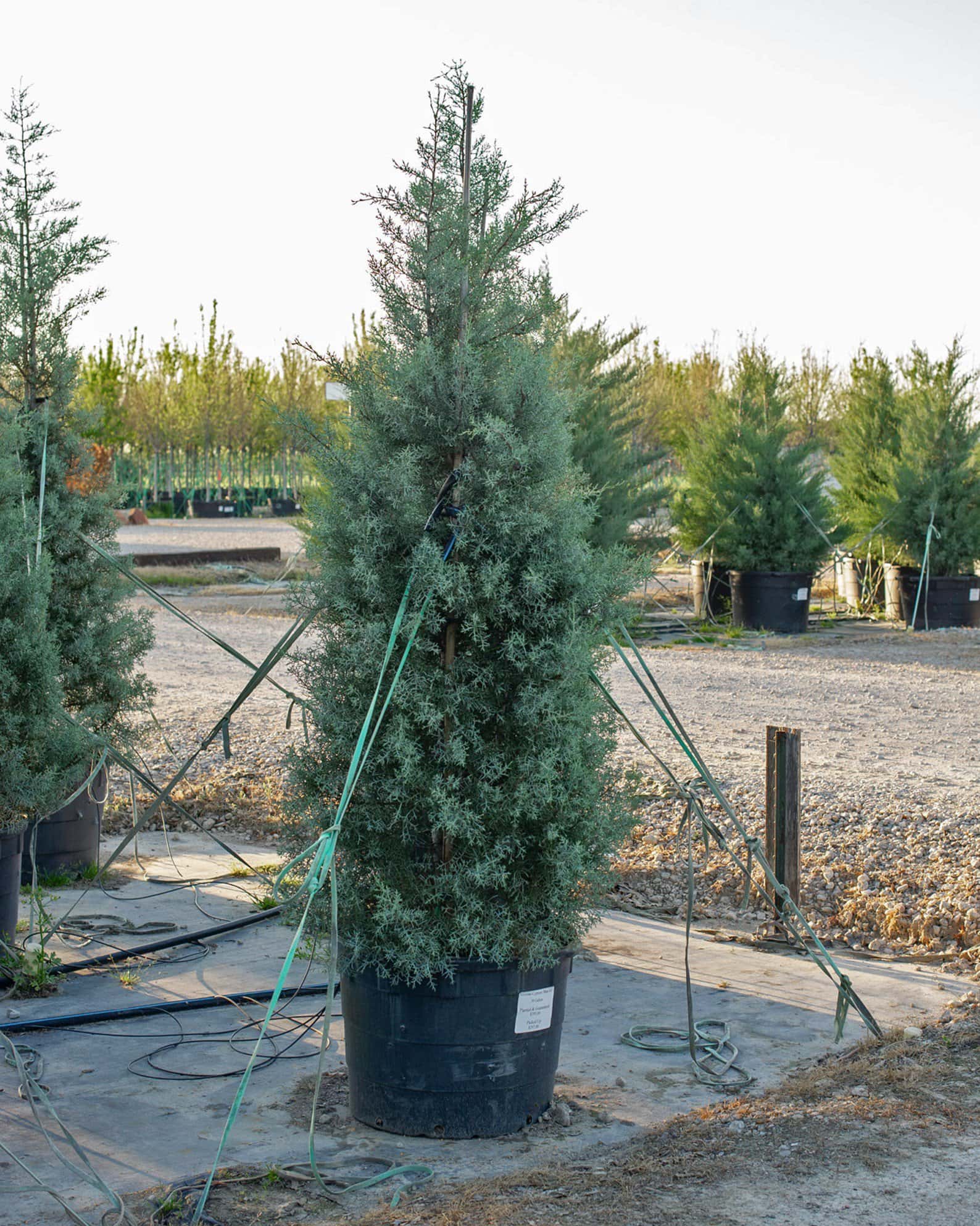 Arizona Cypress Blue Ice - Image 4