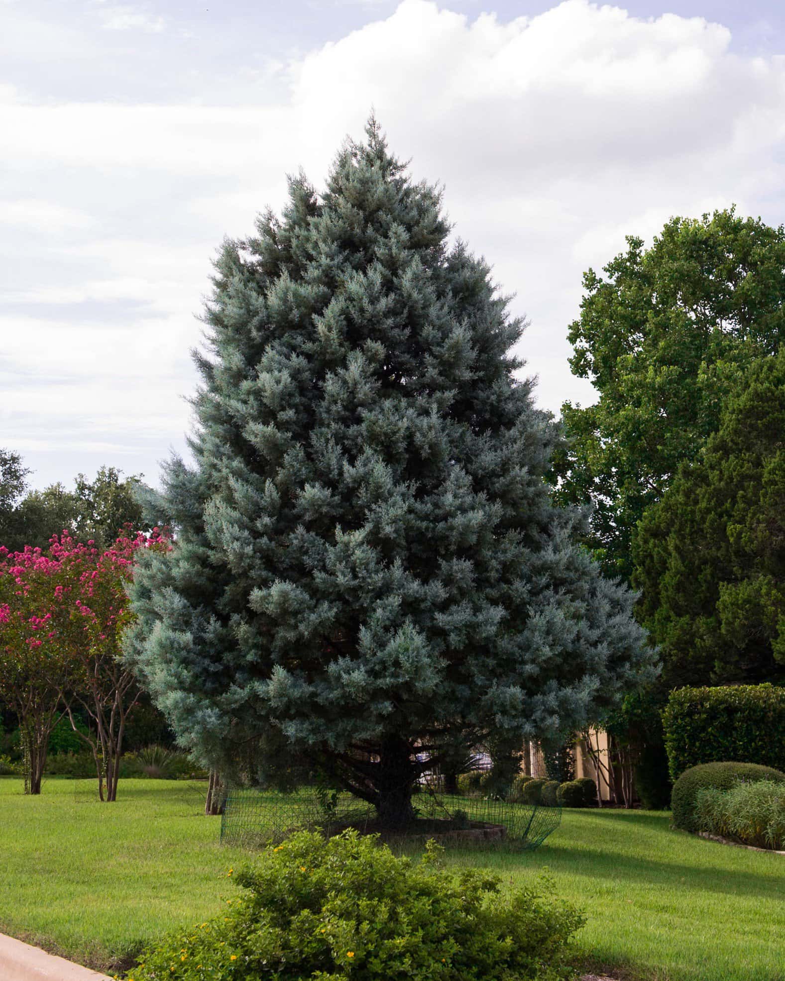 Arizona Cypress Blue Ice - Image 7