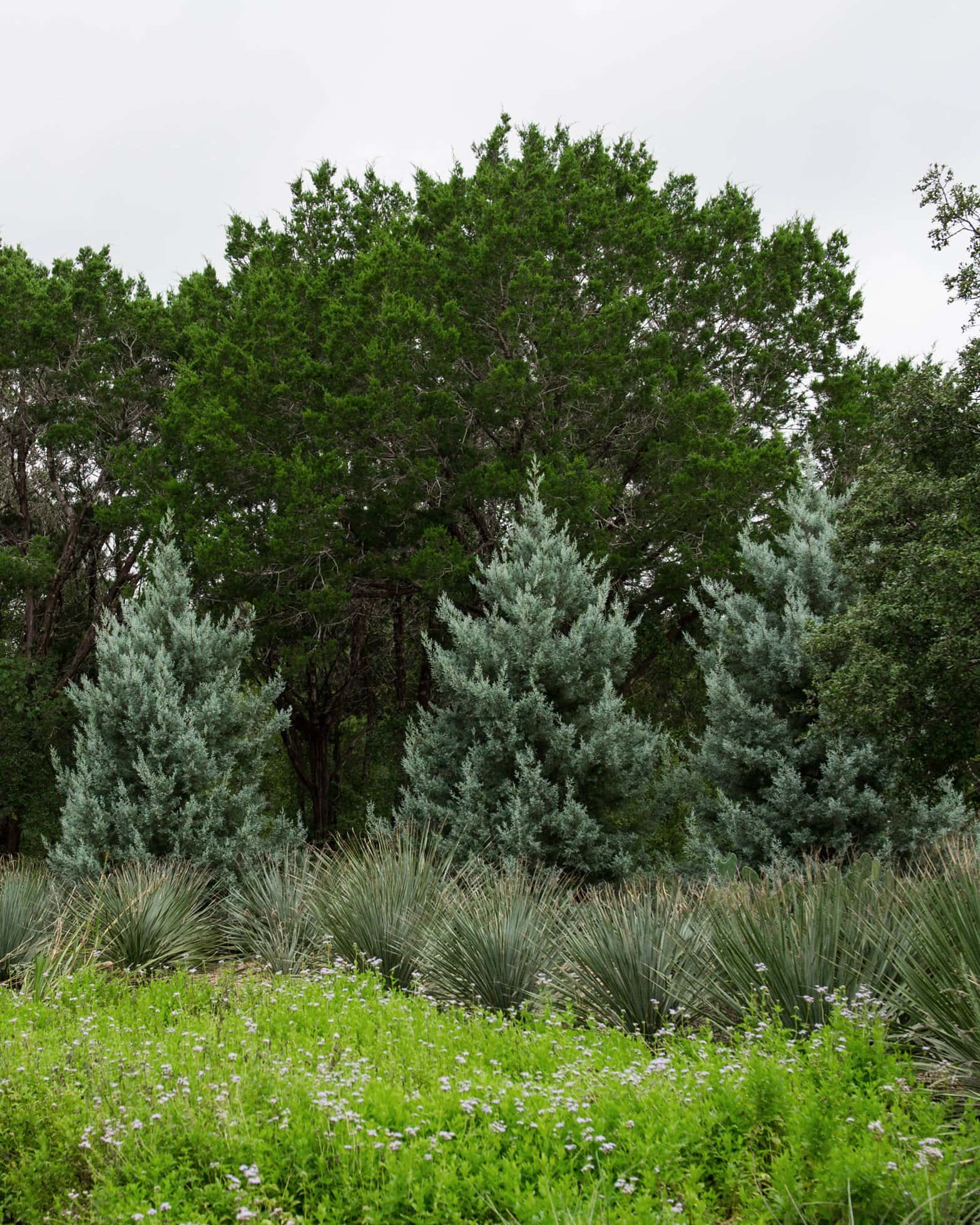 Arizona Cypress Blue Ice - Image 1
