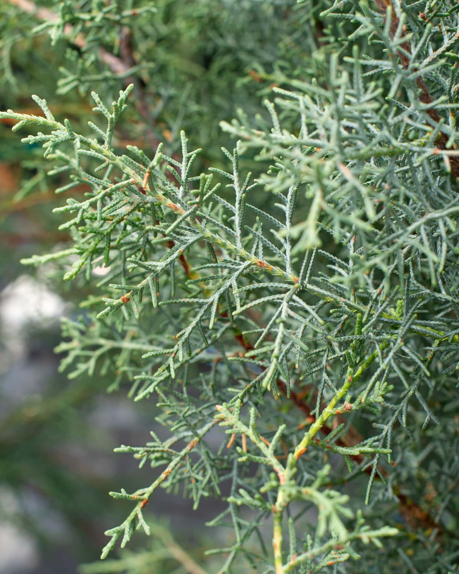 Arizona Cypress Carolina Sapphire - Image 2