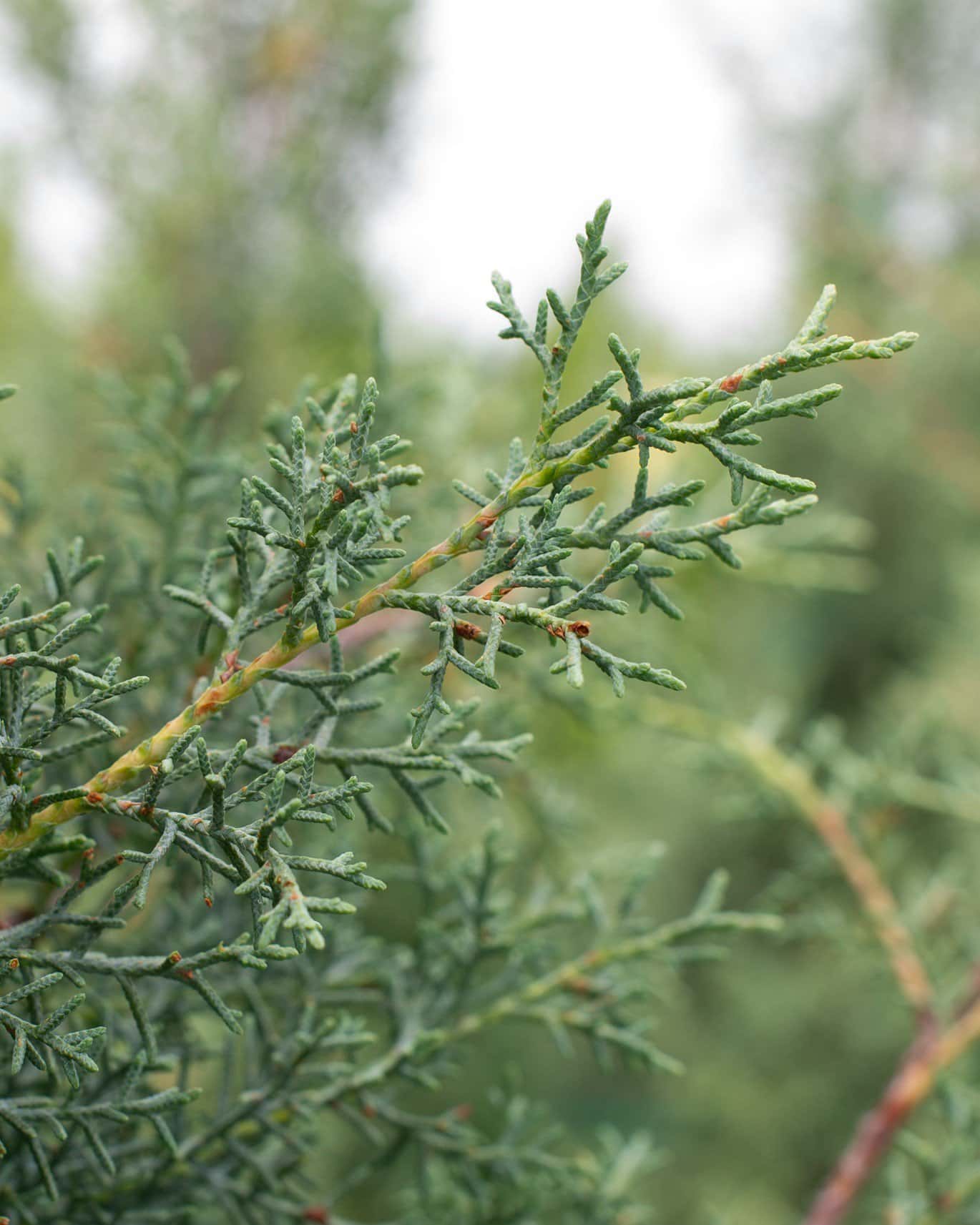 Arizona Cypress Carolina Sapphire - Image 4