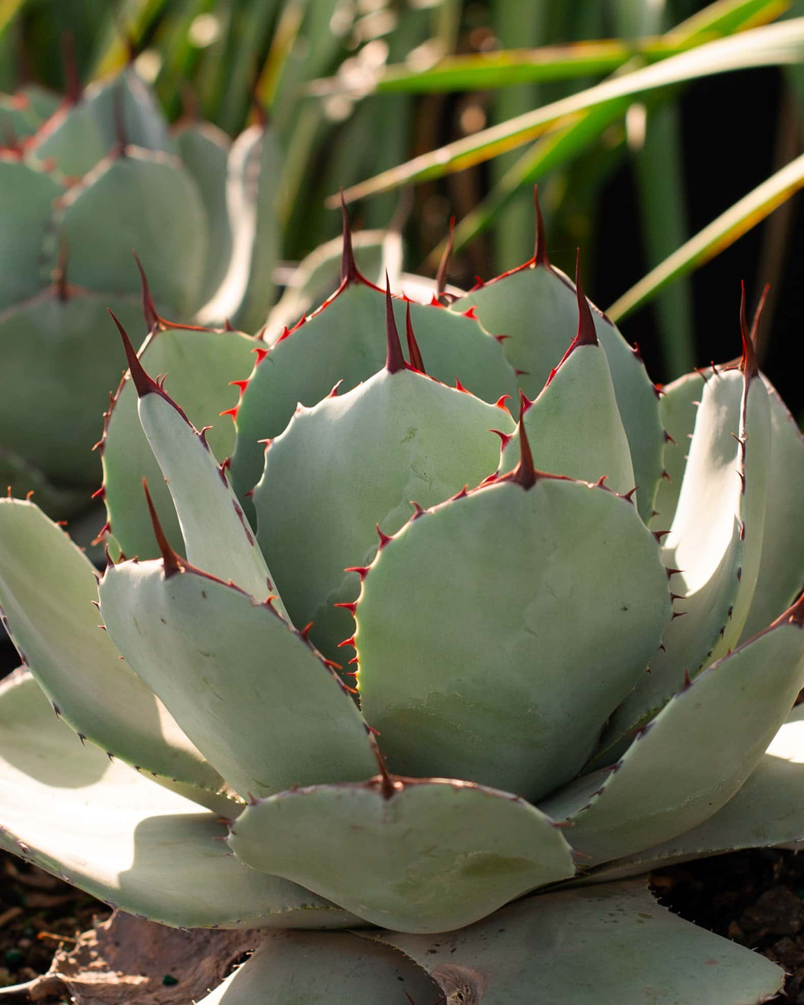 Artichoke Agave - Main Image
