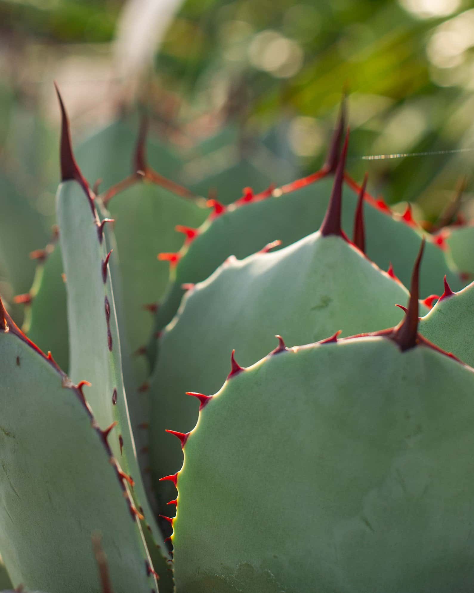 Artichoke Agave - Image 2