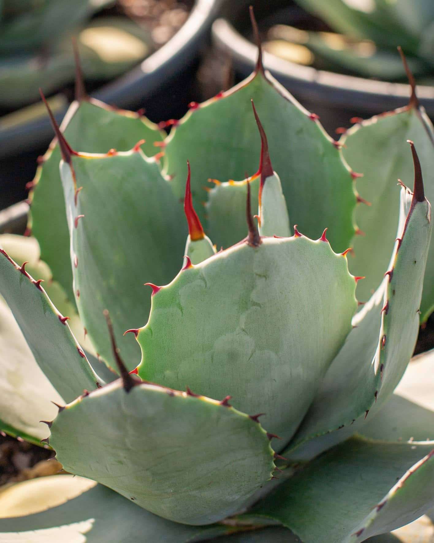 Artichoke Agave - Image 3