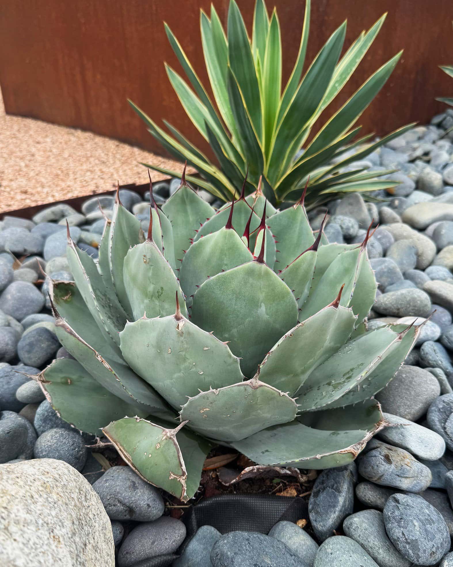 Artichoke Agave - Image 5