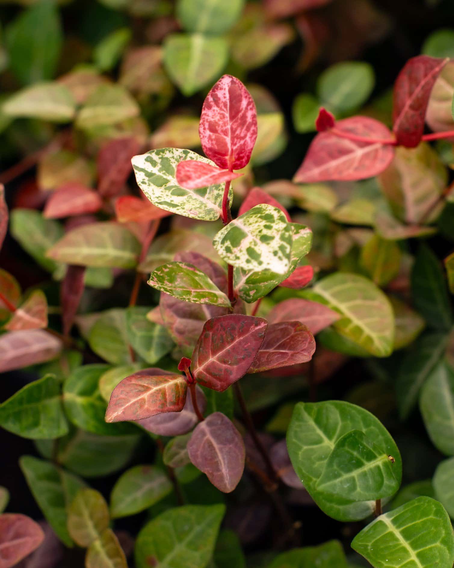 Asiatic Jasmine Snow-N-Summer - Image 2