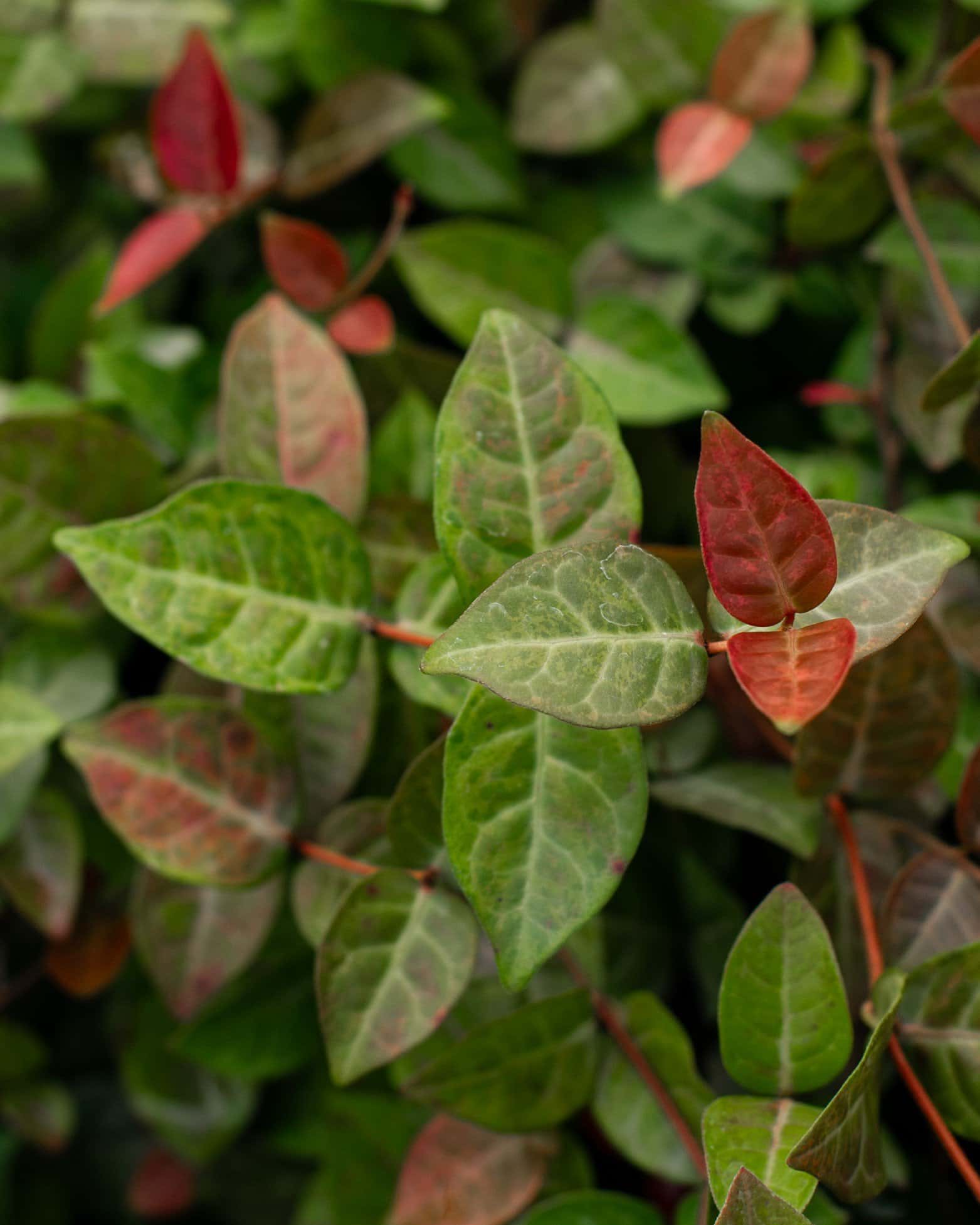 Asiatic Jasmine Snow-N-Summer - Image 3