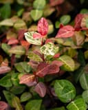 Asiatic Jasmine Snow-N-Summer Trellis thumbnail 3