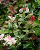 Asiatic Jasmine Snow-N-Summer Trellis thumbnail 4