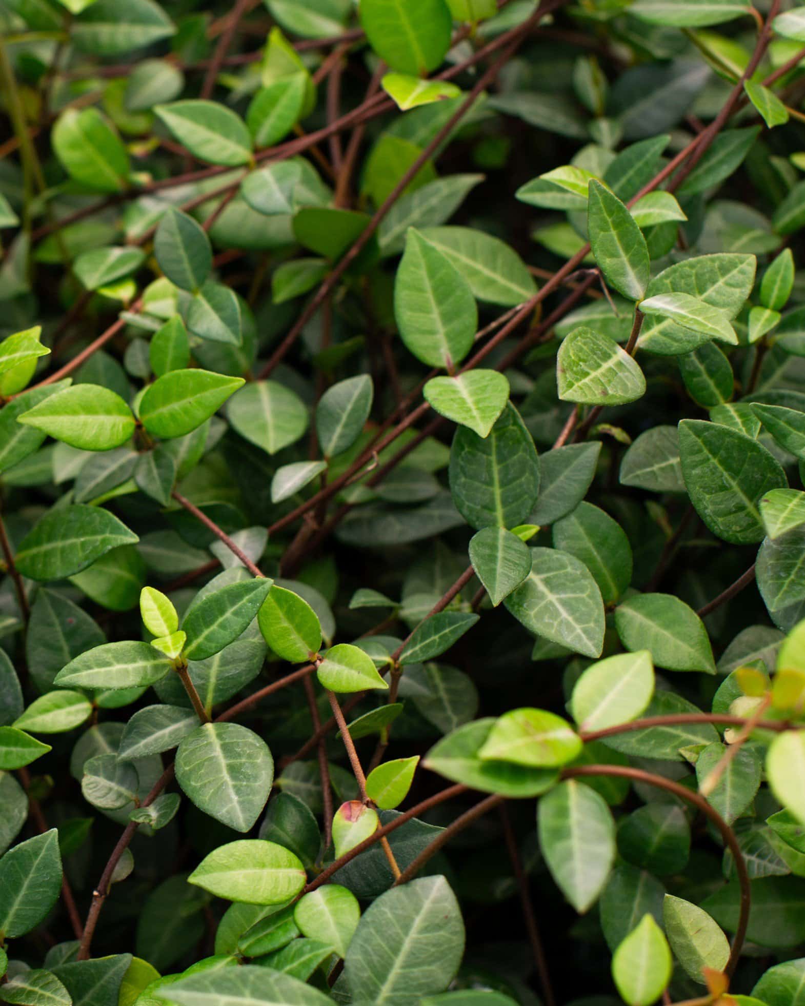 Asiatic Jasmine - Main Image