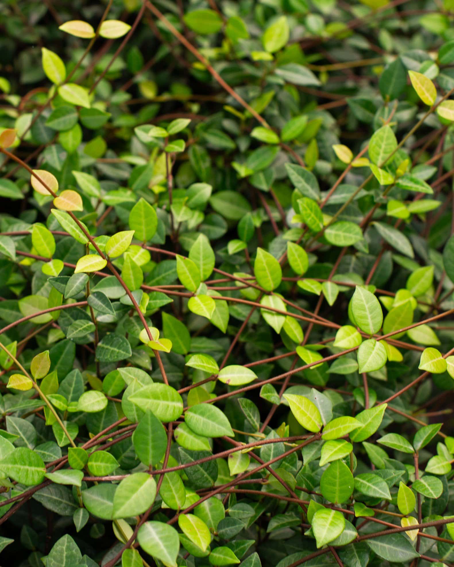 Asiatic Jasmine - Image 2