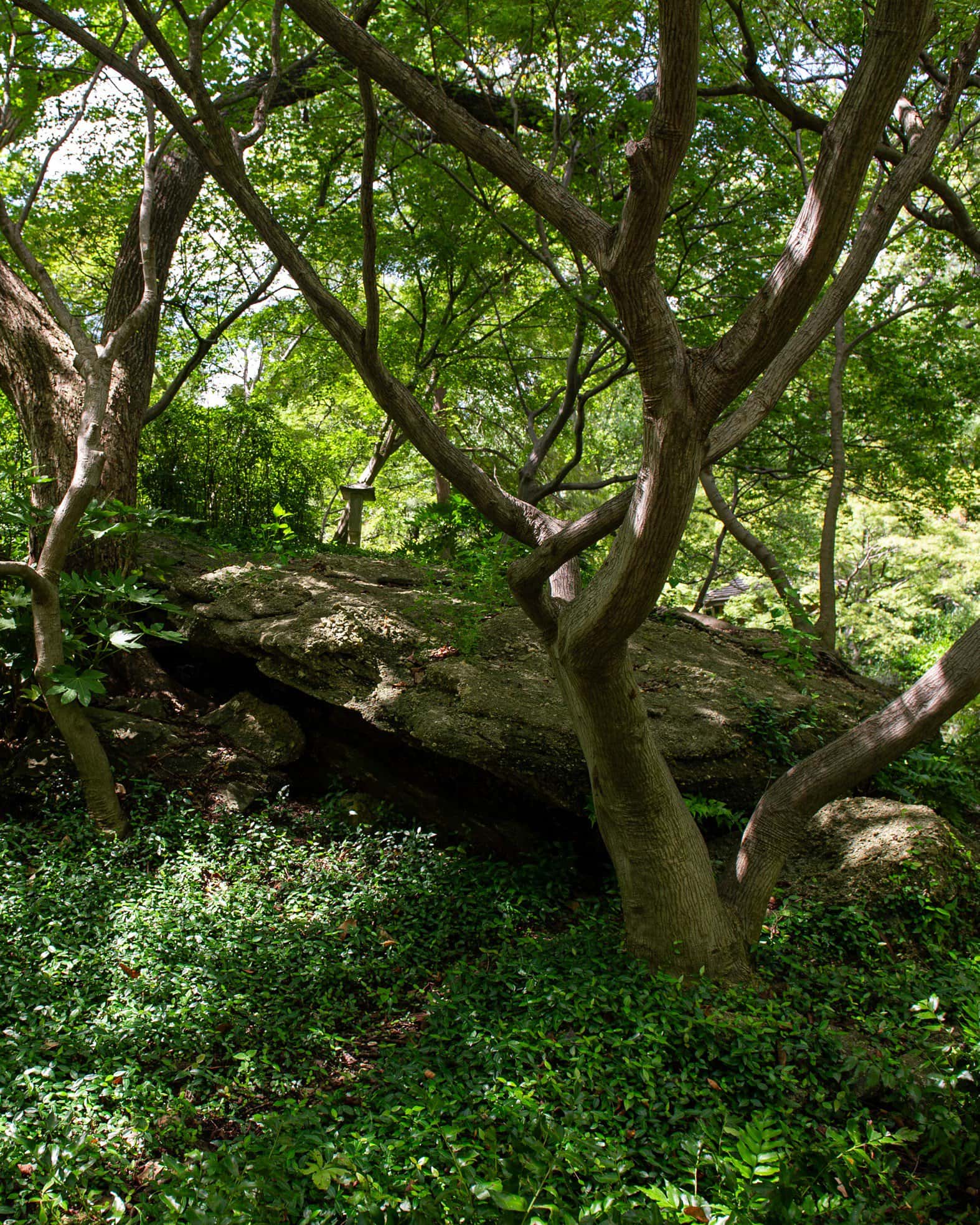 Asiatic Jasmine - Image 1