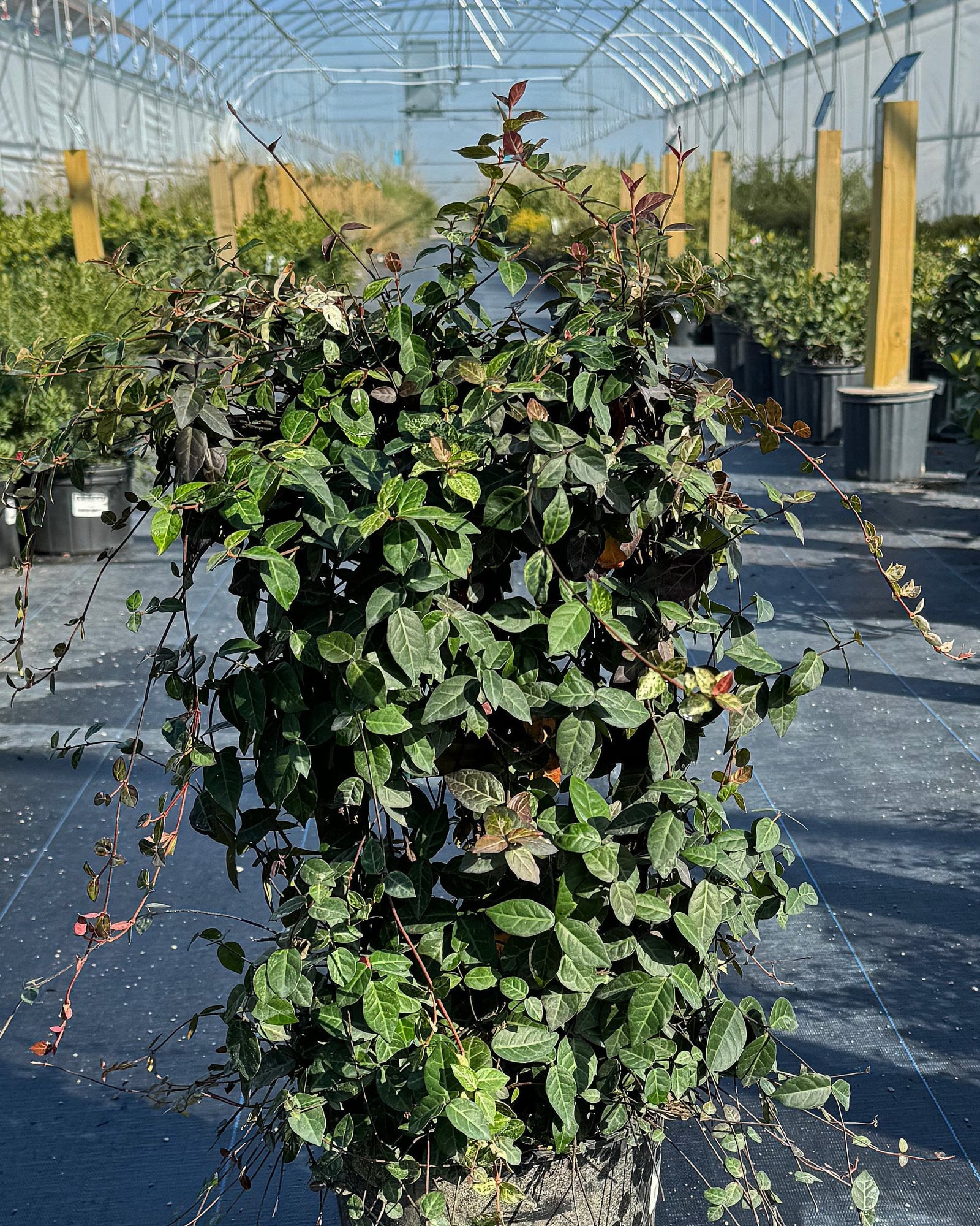 Asiatic Jasmine Snow-N-Summer Trellis - Image 1