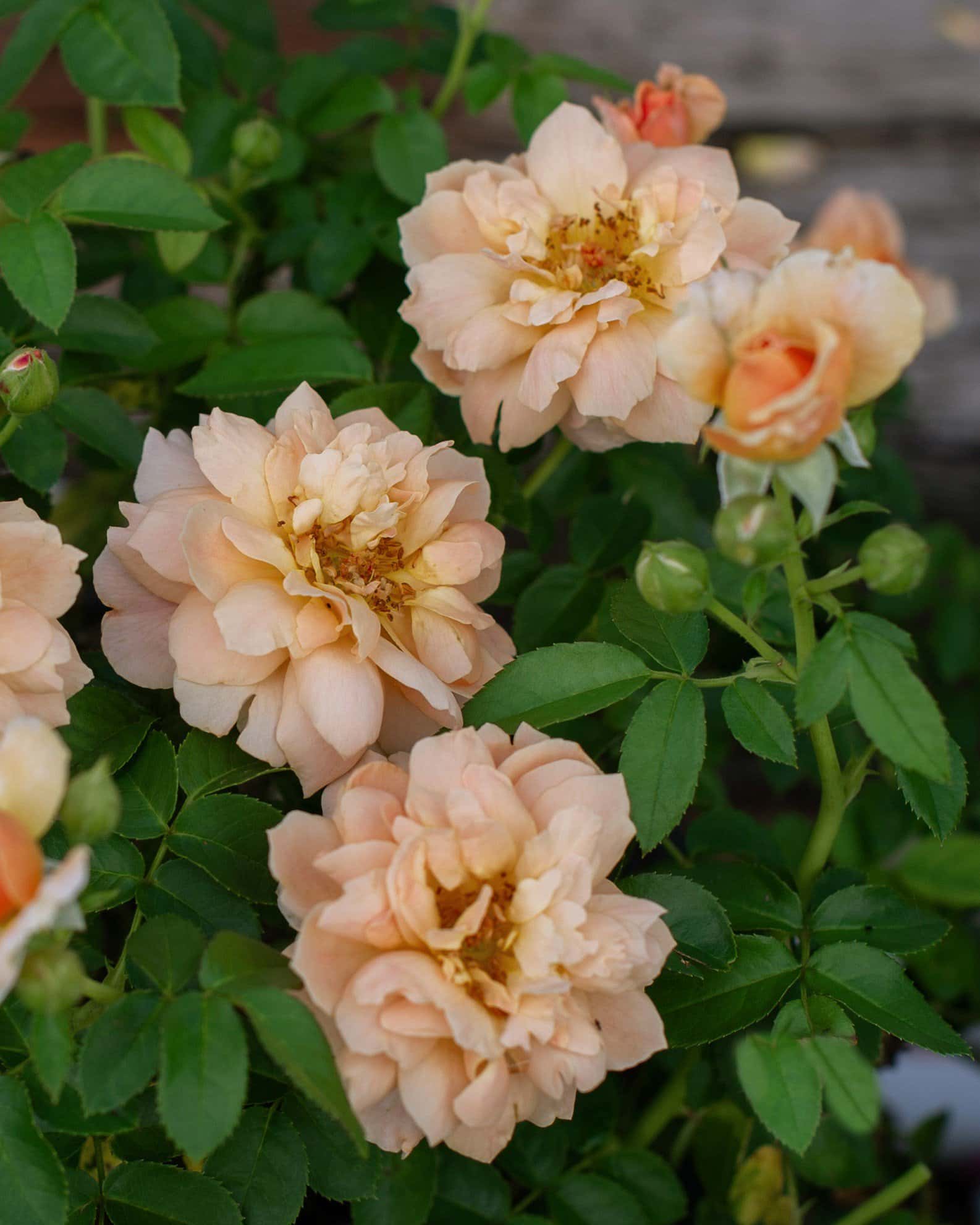 At Last Rose - Main Image