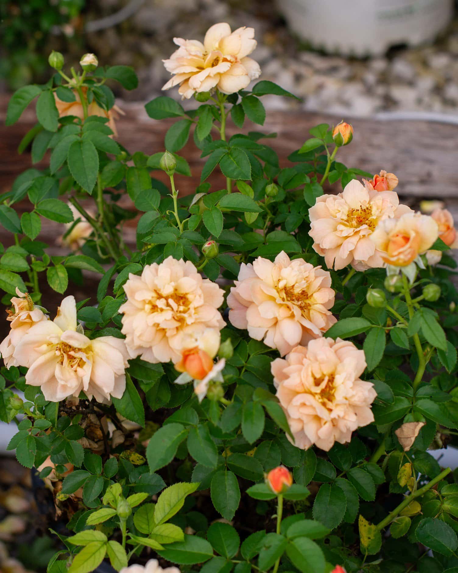 At Last Rose - Image 2