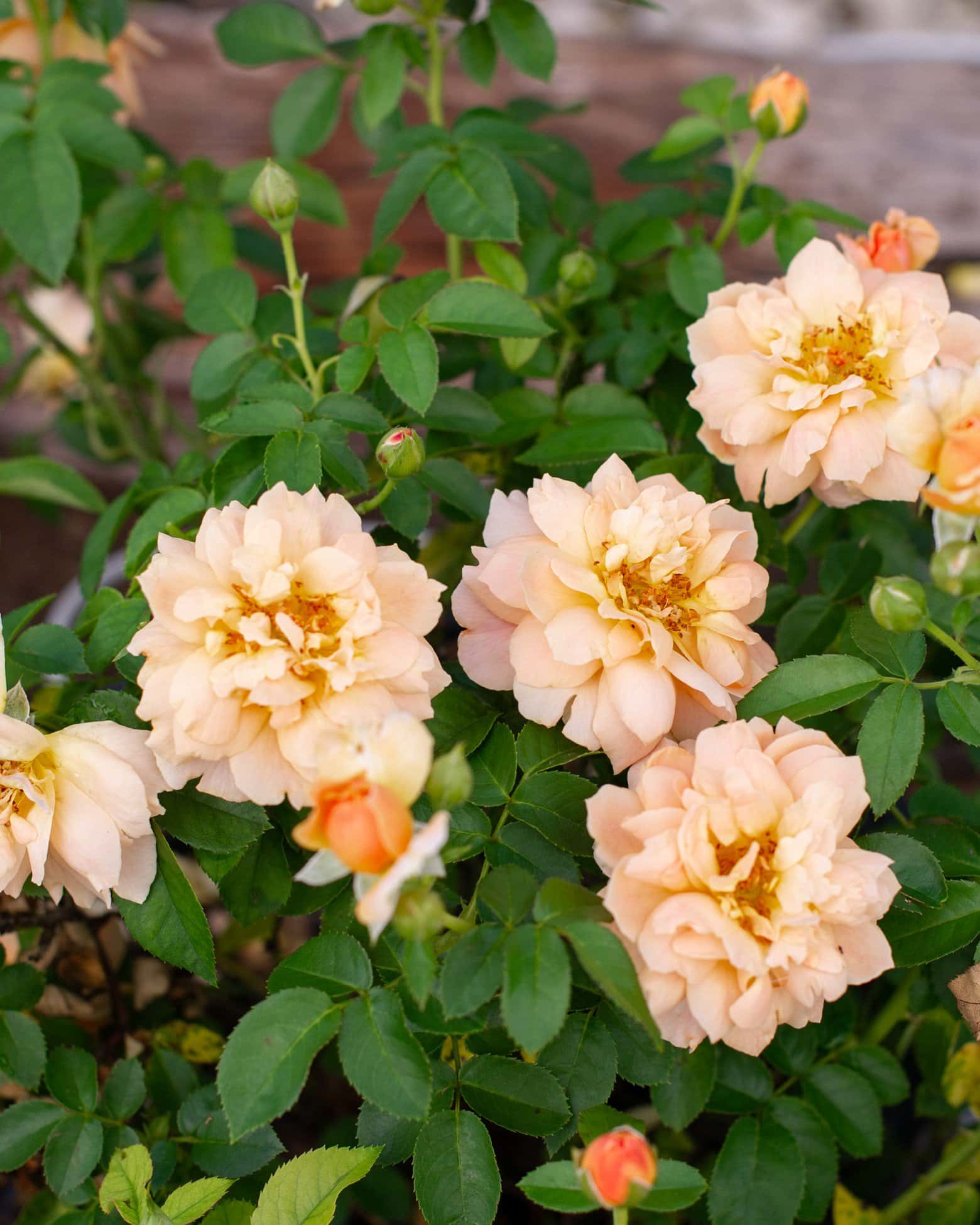 At Last Rose - Image 3