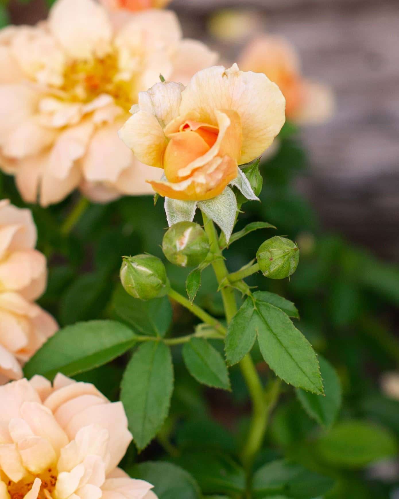 At Last Rose - Image 4