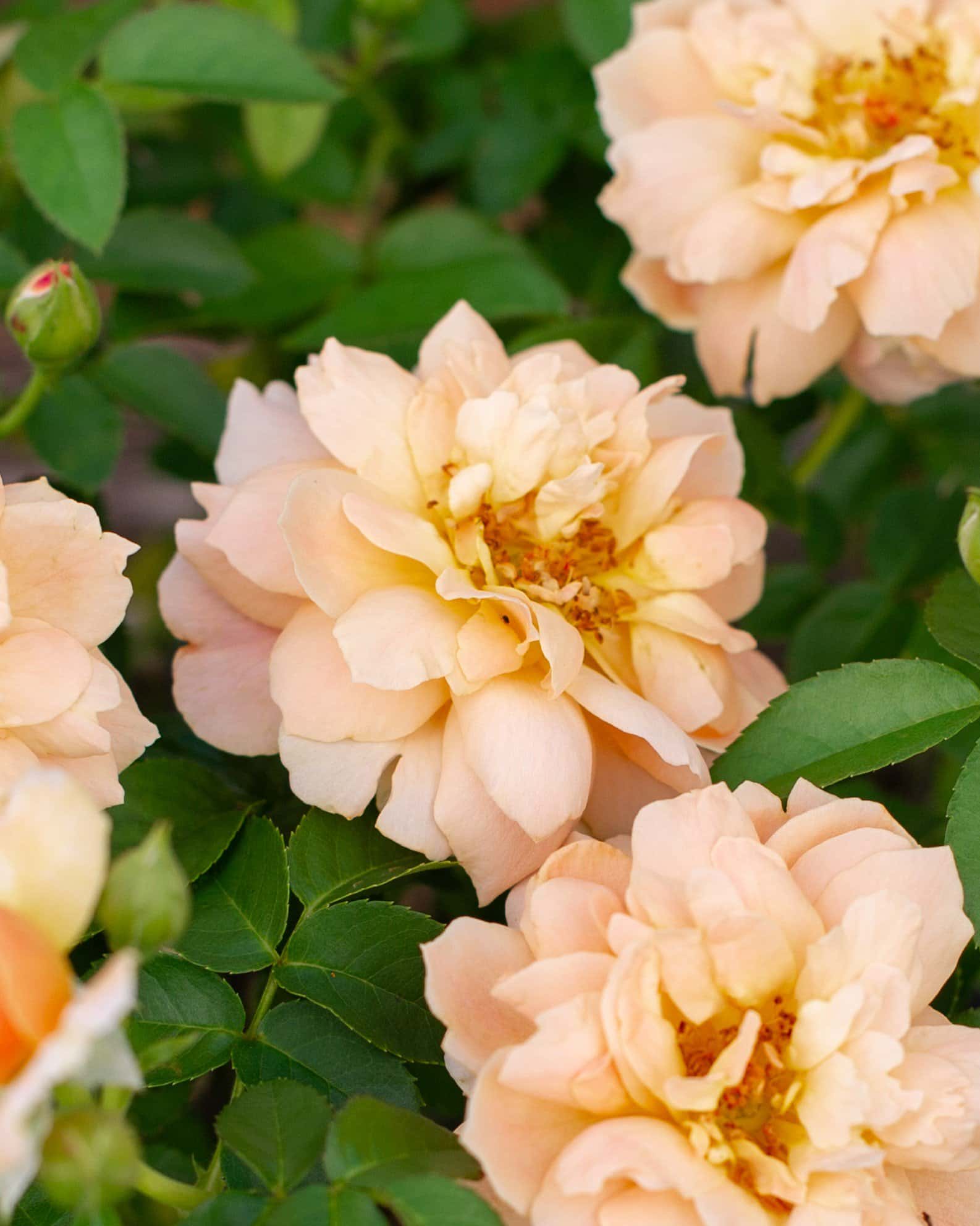 At Last Rose - Image 5