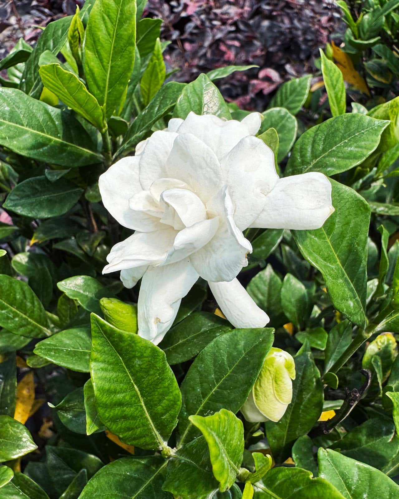 August Beauty Gardenia - Main Image