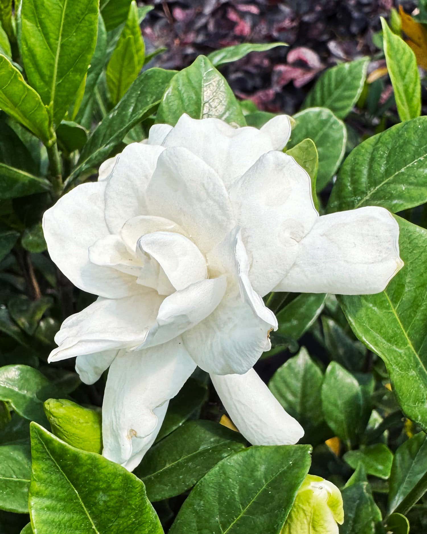 August Beauty Gardenia - Image 1