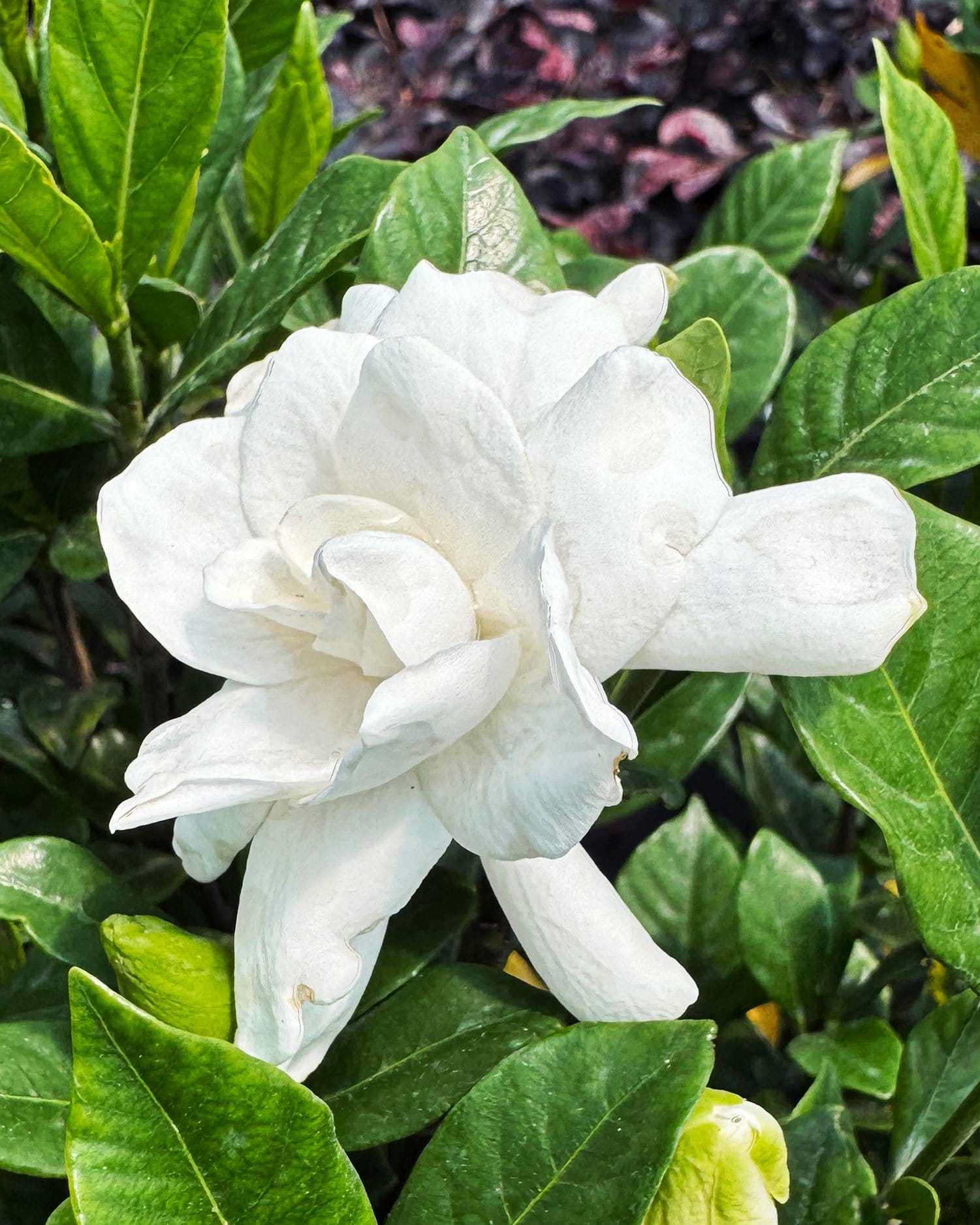 August Beauty Gardenia - view 2