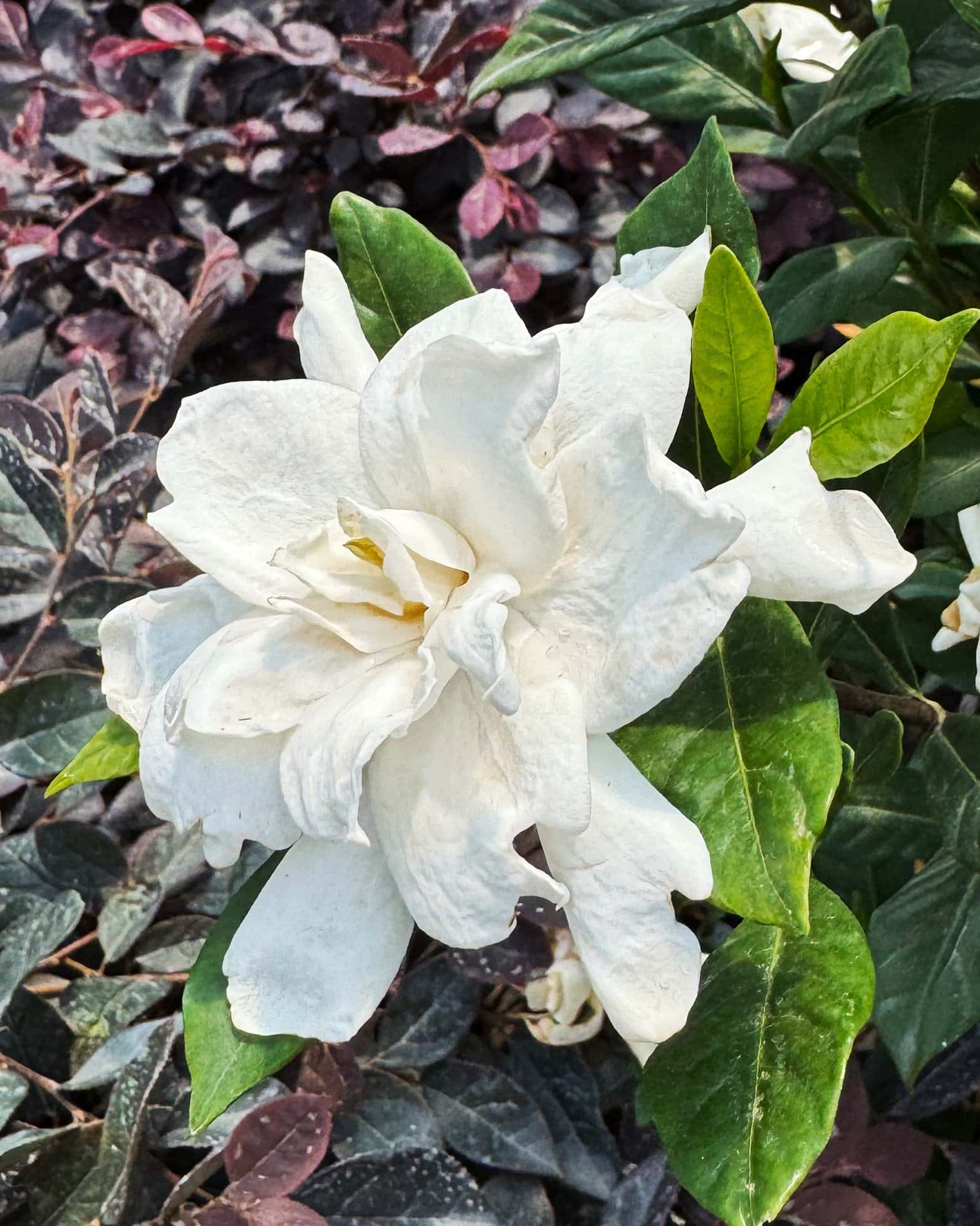 August Beauty Gardenia - Image 2