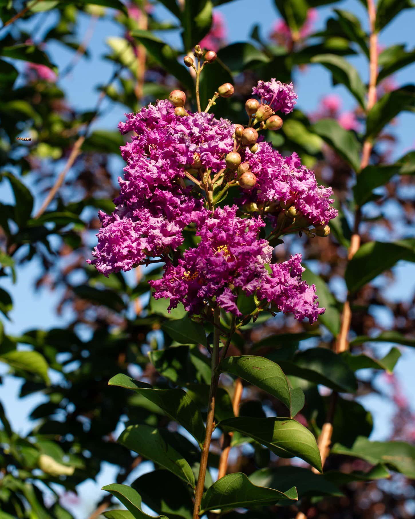 Autauga Crape Myrtle - Main Image